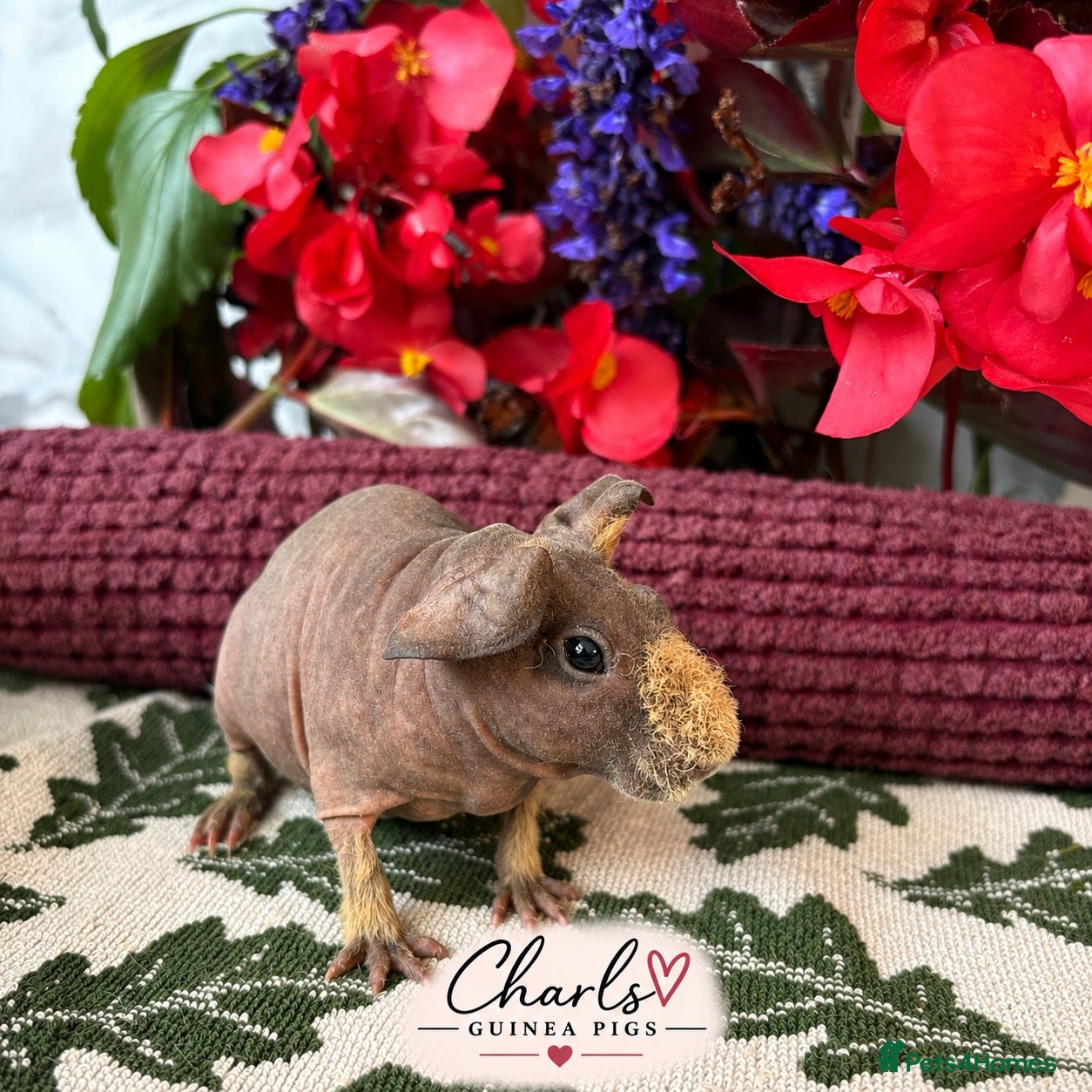Guinea Pig rodents Skinny Pigs for sale 🦛 - Advert 1