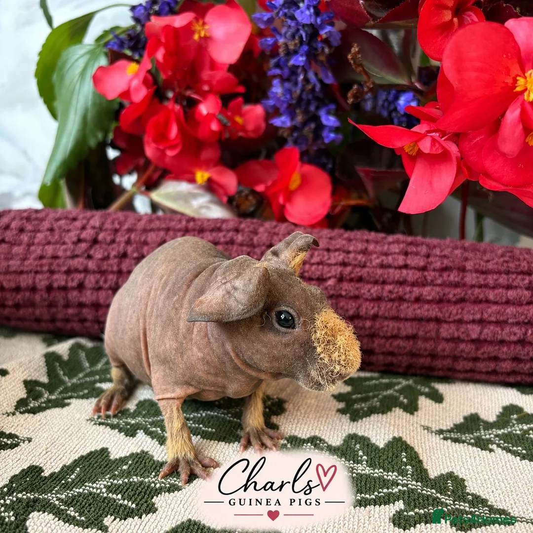 Guinea Pig rodents for sale: Skinny Pigs for sale 🦛 - Advert 1