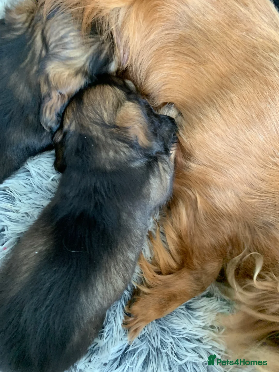 Miniature Dachshund dogs for sale: DNA TESTSED LONGHAIR MINI DACHSHUND  - Advert 9
