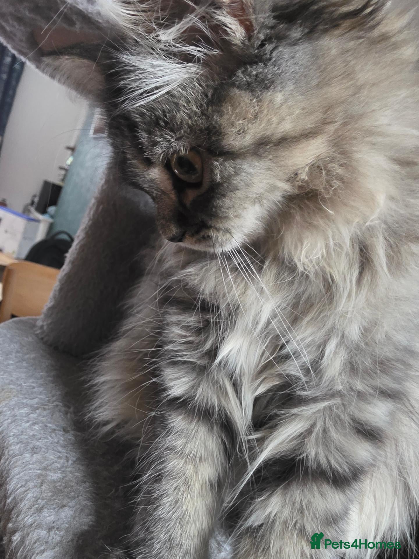 Persian cats Beautiful dollface persian kittens  - Advert 2
