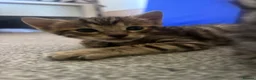 Mixed Breed cats for sale: Beautiful kittens - Advert 7