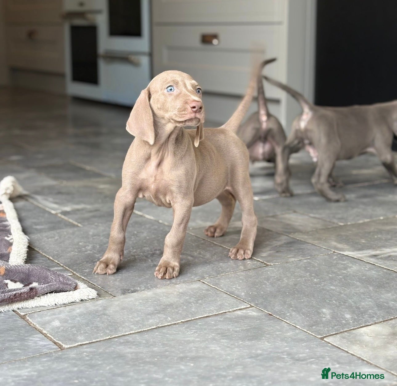 Weimaraner dogs 2 boys - 1 girl available  - Advert 3