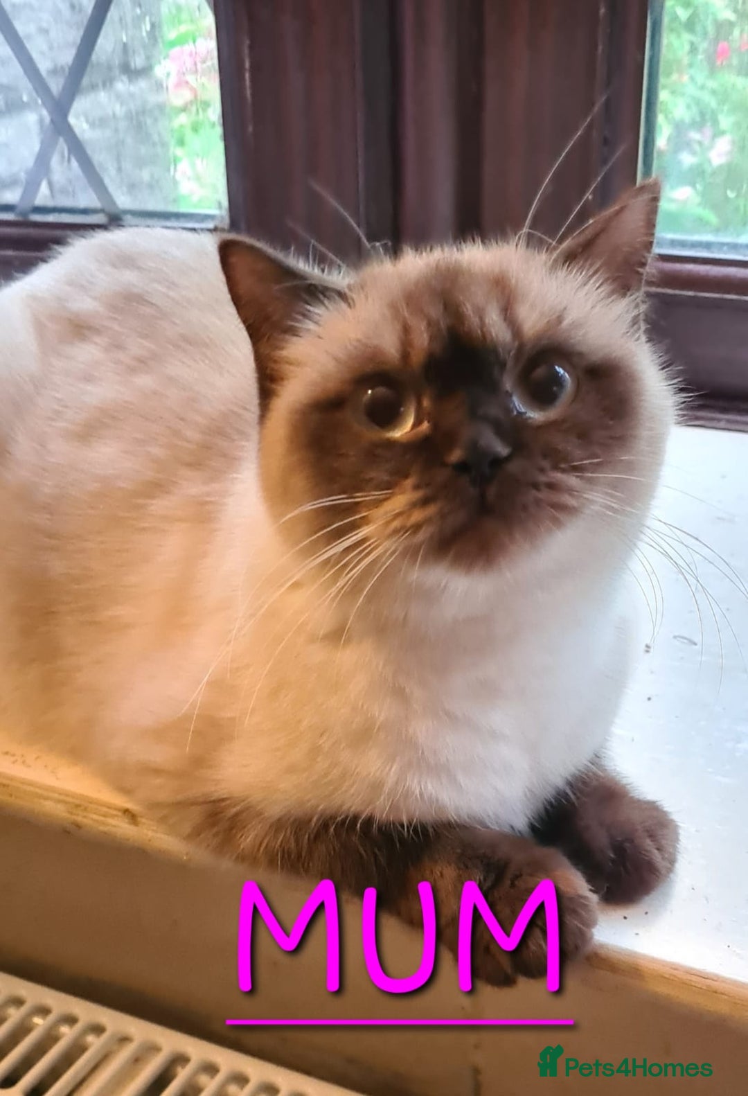 British Shorthair cats for sale: 24 Week Old RARE Red Point British Shorthair Boy - Advert 5