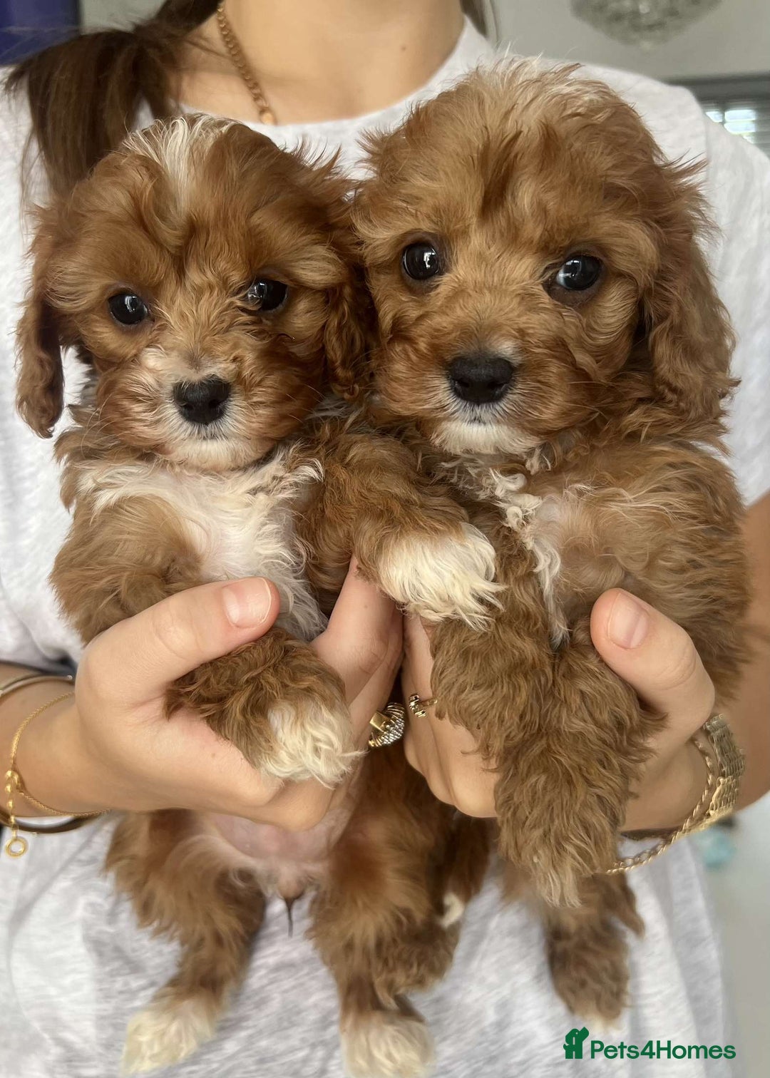 Cavapoo dogs for sale: Cavapoo  - Image 2