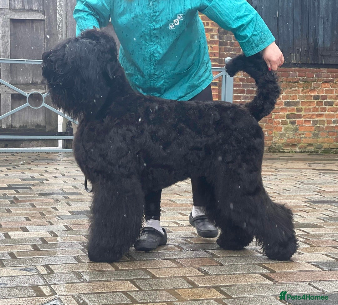 Russian Black Terrier dogs for sale: russian black terrier  in Ballyclare - Image 3