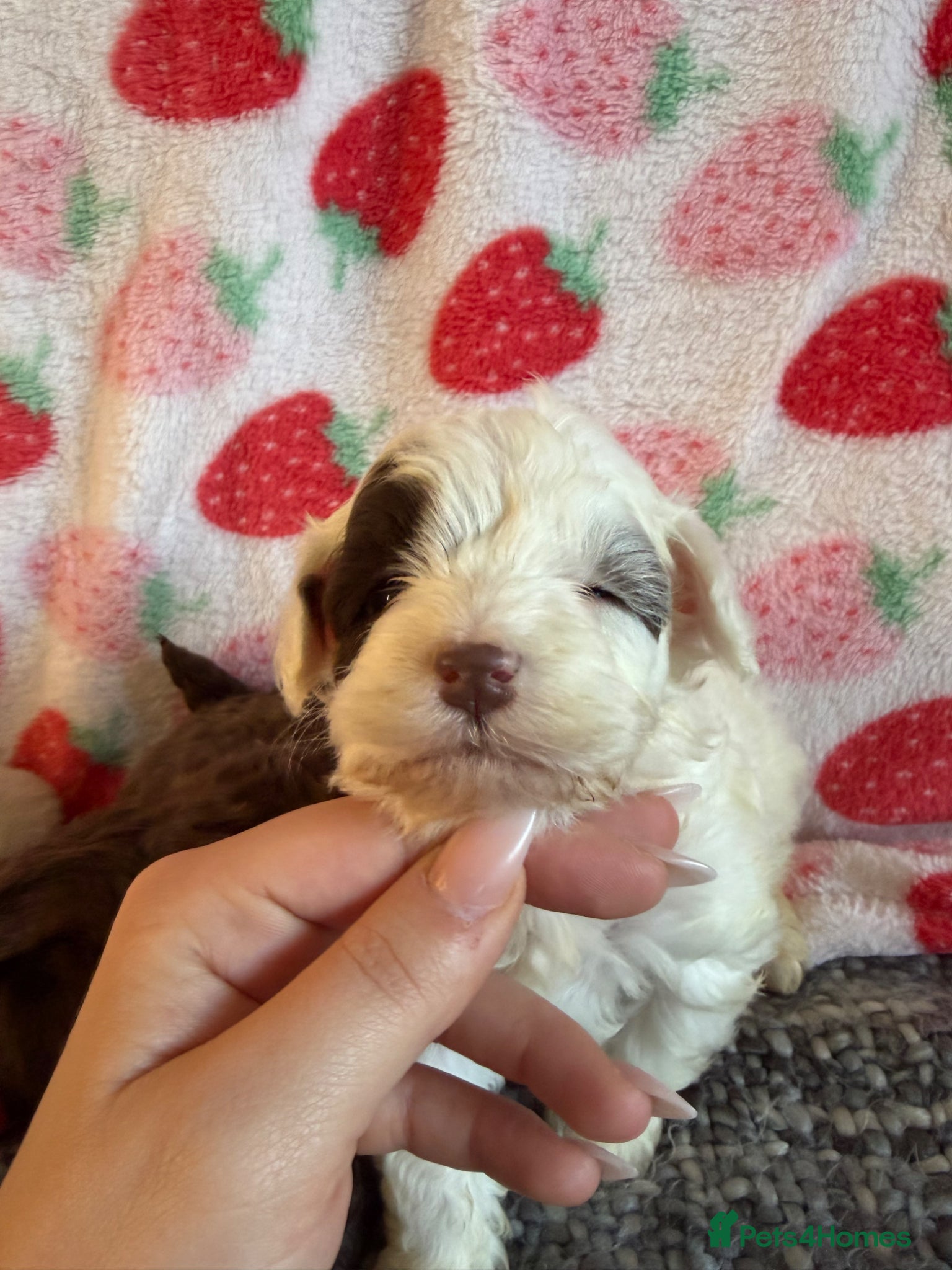 Maltipoo dogs for sale: (3 left) Stunning toy Maltipoo Puppies  - Advert 13