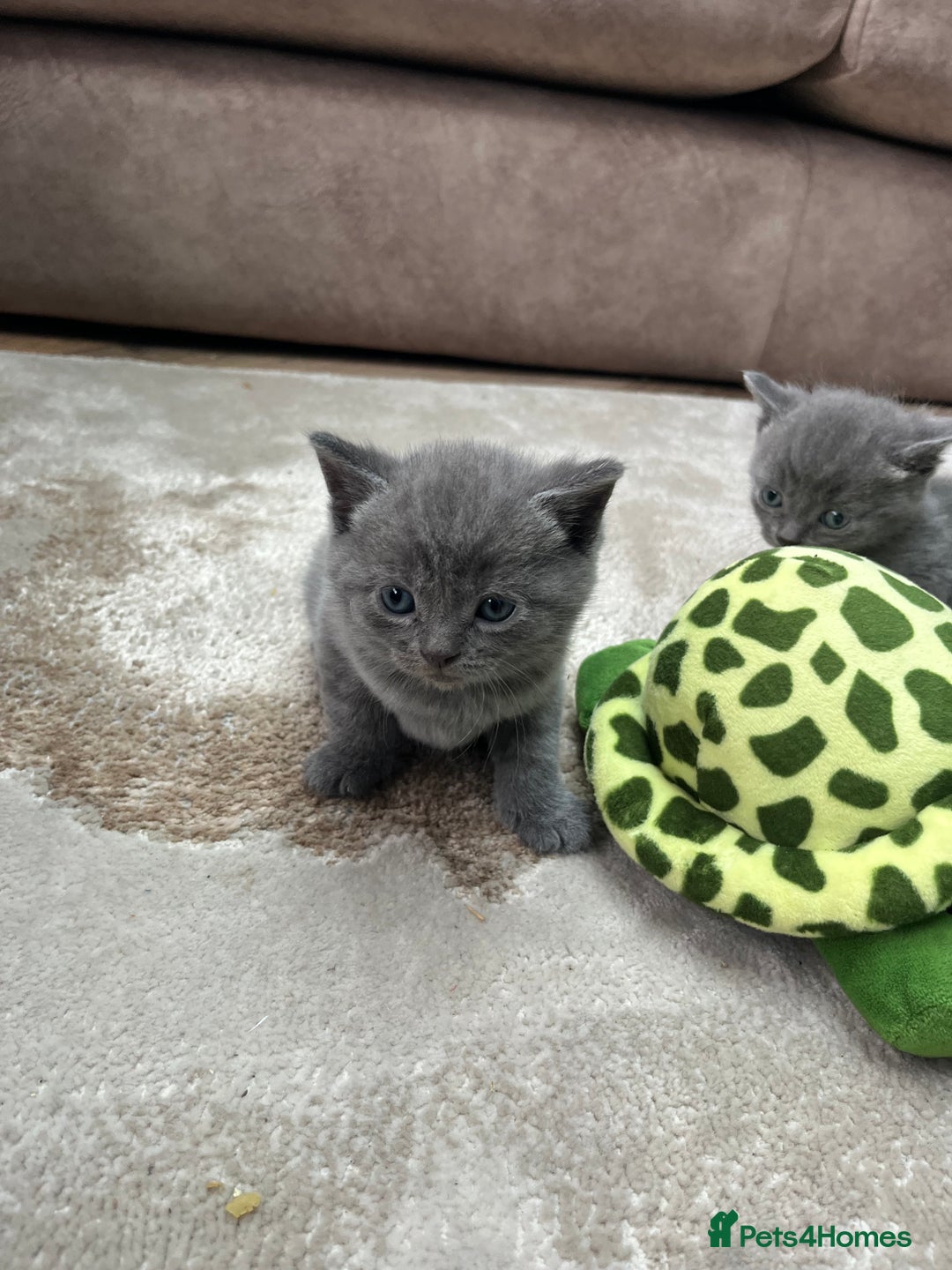 British Shorthair cats for sale: Mixed Breed British Shorthair 🐾 £300 - Image 4