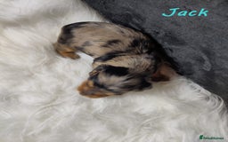 Miniature Dachshund dogs for sale: KC Health tested Licensed breeder 12 years exp - Image 11