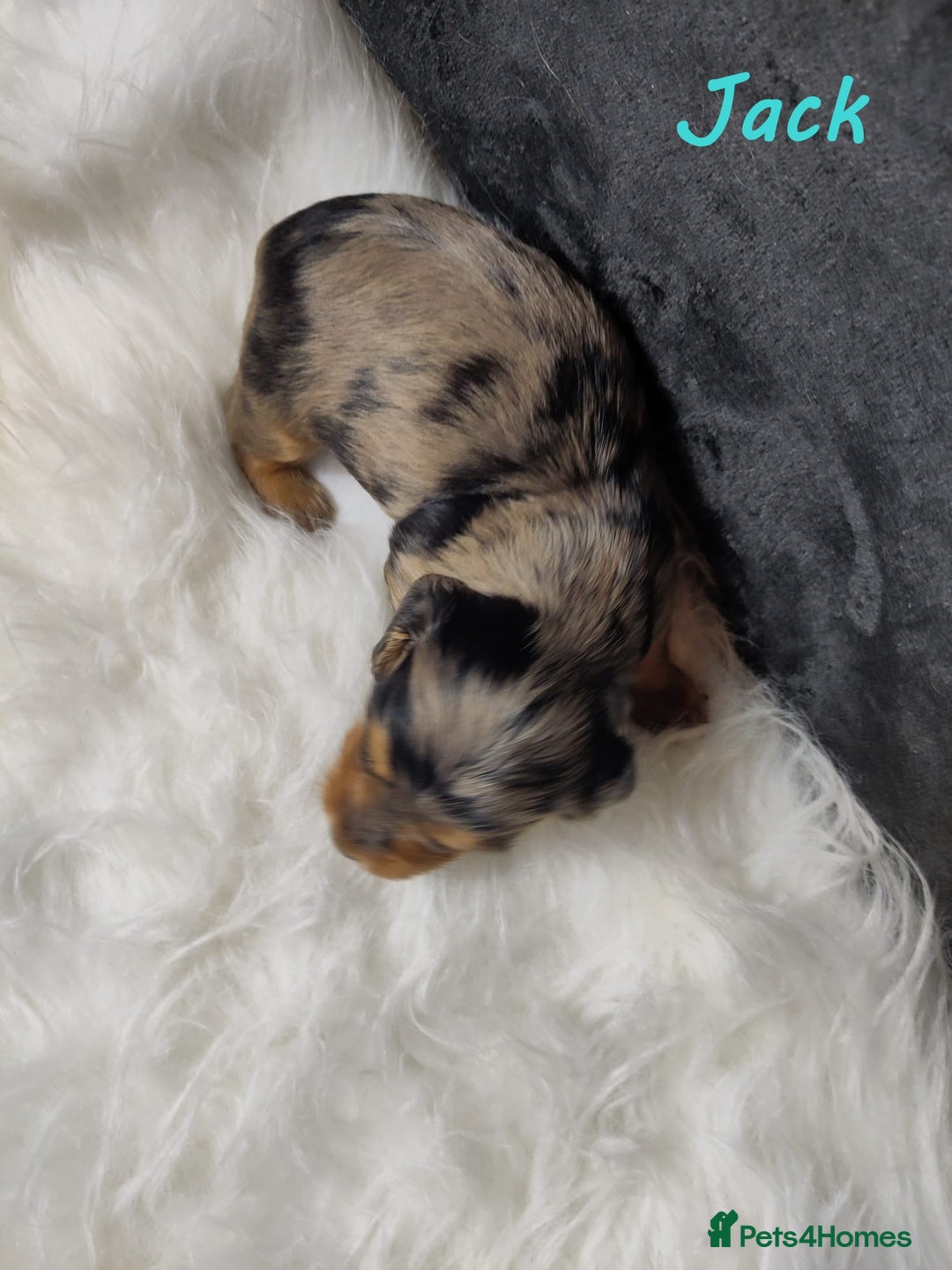 Miniature Dachshund dogs for sale: KC Health tested Licensed breeder 12 years exp - Image 11