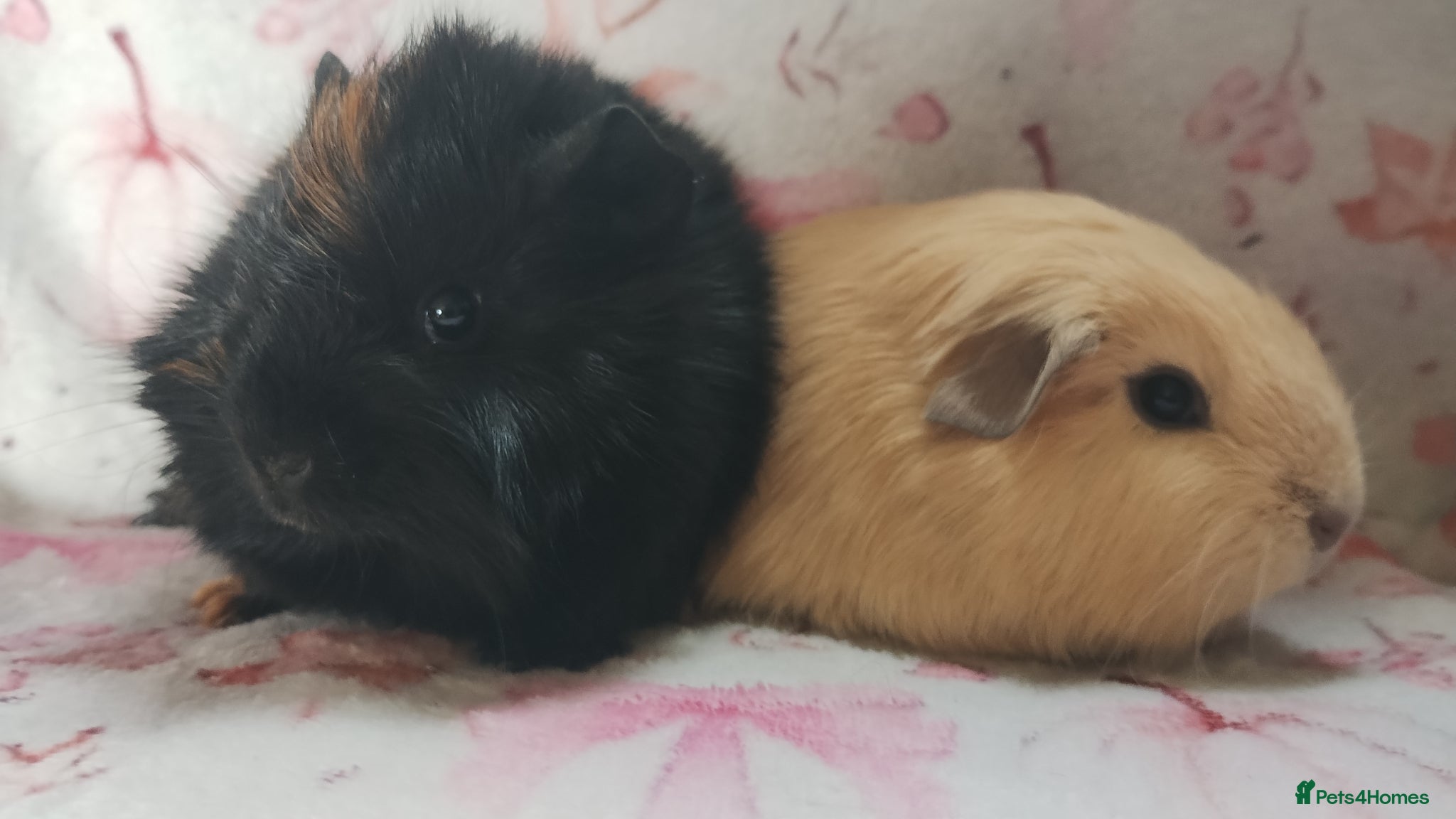 Guinea Pig rodents Baby girls guinea pig delivery ready 26th april - Advert 12