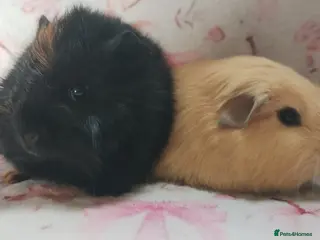 Guinea Pig rodents Baby girls guinea pig delivery ready 26th april - Advert 12