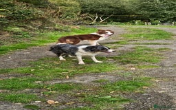 Border Collie dogs for sale: Border collies - Image 7