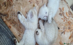 Scottish Fold cats for sale: Scottish fold kittens with blue eyes  - Image 9
