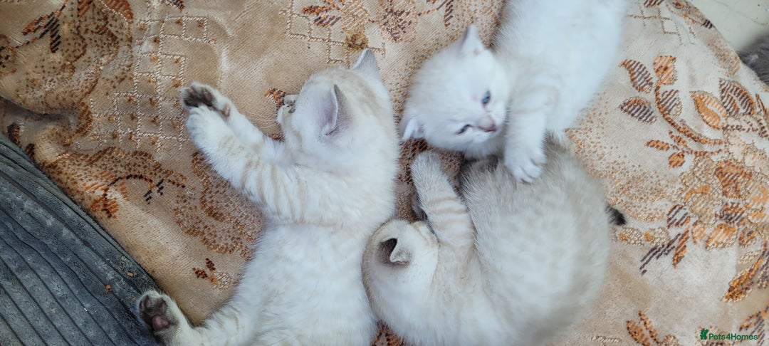 Scottish Fold cats for sale: Scottish fold kittens with blue eyes  - Image 9