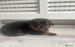 Rottweiler dogs for sale: Rottweiler puppies for sale - Image 13