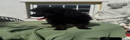 Poodle dogs for sale: MrDavies  in Llanelli - Advert 2