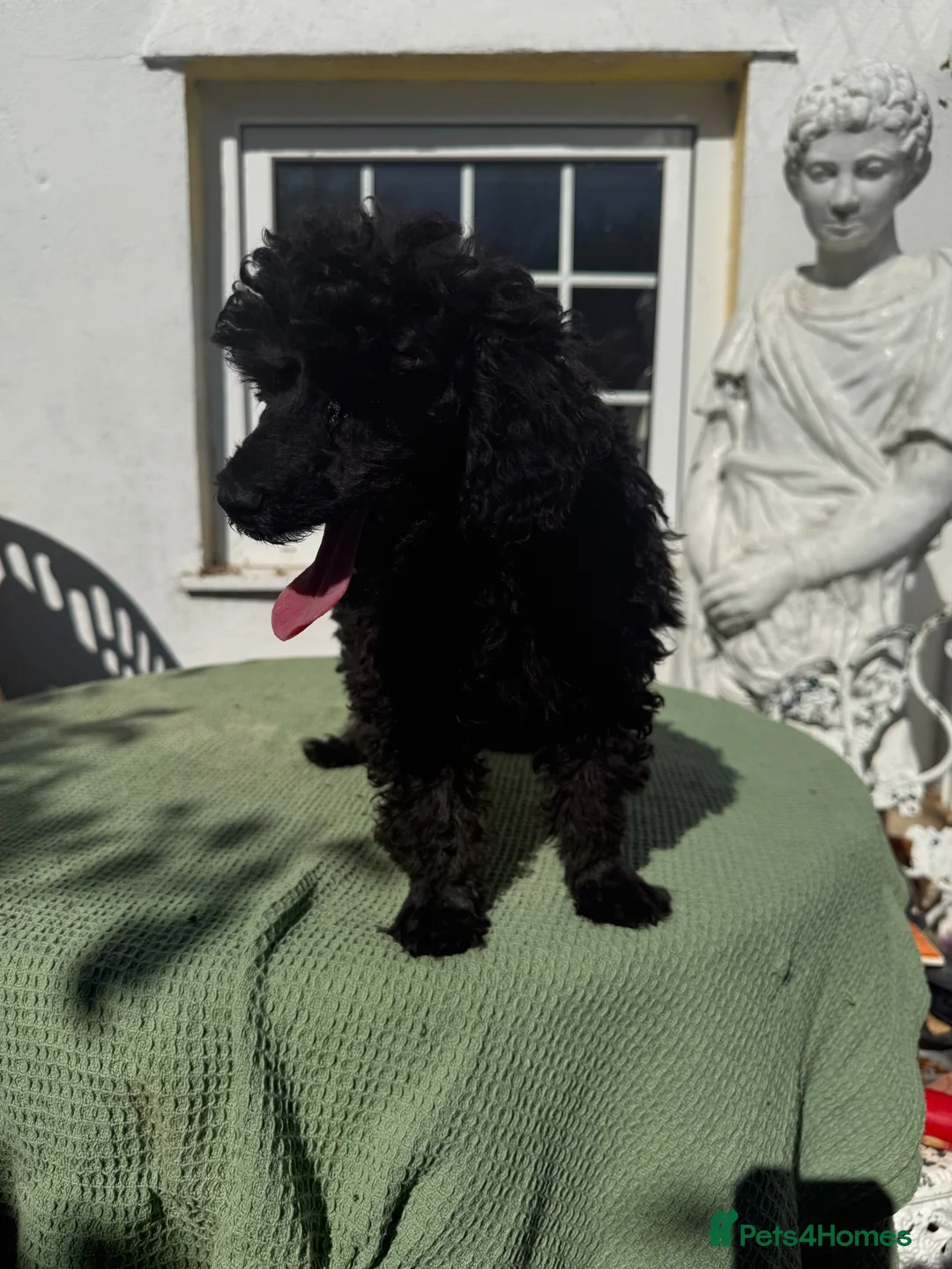 Poodle dogs for sale: MrDavies  in Llanelli - Advert 2