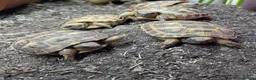 Tortoise reptiles for sale: Baby Horsfield tortoises  - Advert 3
