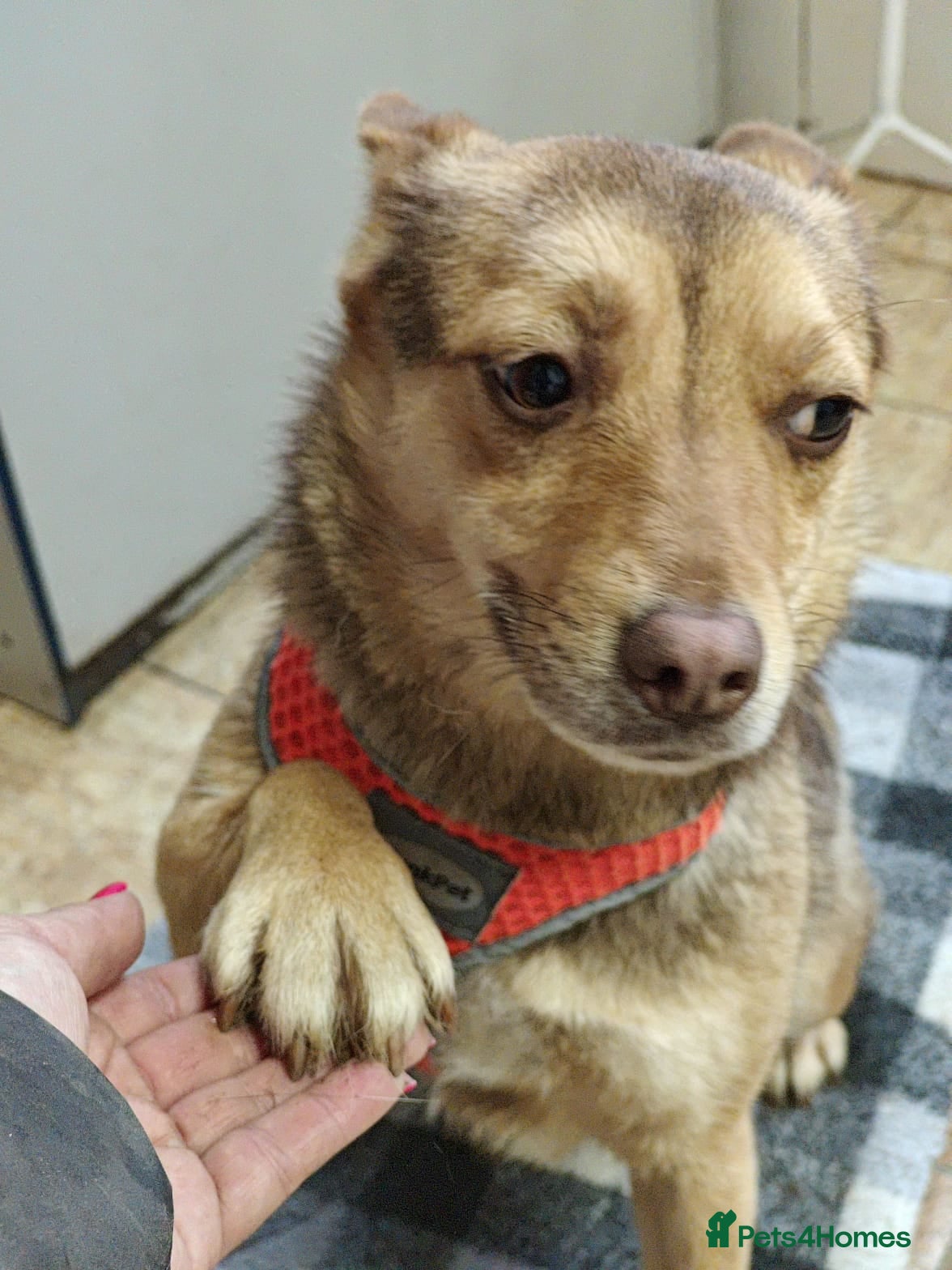 Mixed Breed dogs ❤️🐶 RUDYA – QUIET, DELICATE… AND WAITING 🐶❤️ - Advert 3