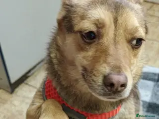 Mixed Breed dogs ❤️🐶 RUDYA – QUIET, DELICATE… AND WAITING 🐶❤️ - Advert 5