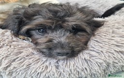 Cavapoo dogs for sale: F1 Cavapoo puppies - Image 9