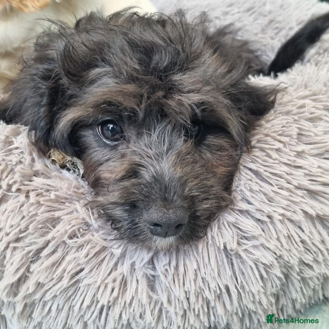 Cavapoo dogs for sale: F1 Cavapoo puppies - Image 9