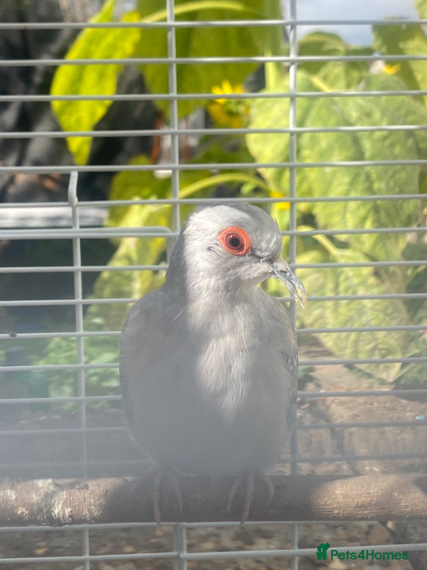 Doves birds Female diamond dove for sale  - Advert 2