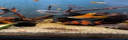 Angelfish fish for sale: Full set up fish tank fluval visi 202 l  in Worksop - Advert 14