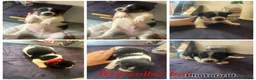 Jack Russell dogs for sale: 5 stunning jack russell puppies  - Advert 7