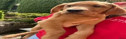 Labrador Retriever dogs for sale: ⭐️READY TO LEAVE NOW kcregistered Labrador puppies - Advert 6
