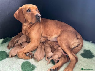 Labrador Retriever dogs Stunning litter of KC fox red labradors - Advert 12