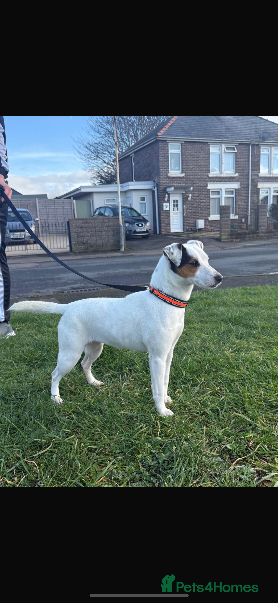 Jack Russell dogs 18 month old female jack Russell - Advert 10