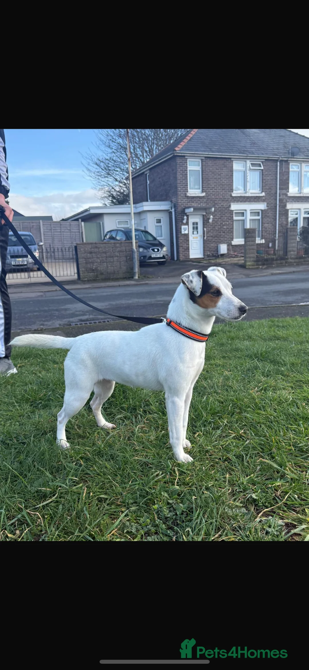 Jack Russell dogs for sale: 18 month old female jack Russell - Advert 1