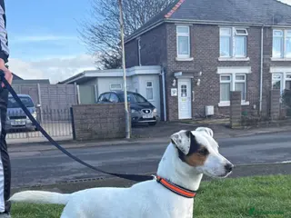 Jack Russell dogs 18 month old female jack Russell - Advert 2
