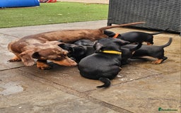 Miniature Dachshund dogs for sale: PRA CLEAR GORGEOUS MIN DACHSHUNDS  - Image 3