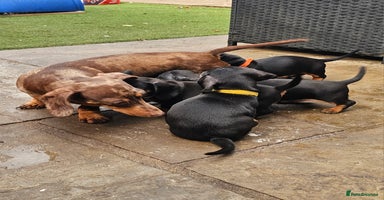 Miniature Dachshund dogs - Advert 3