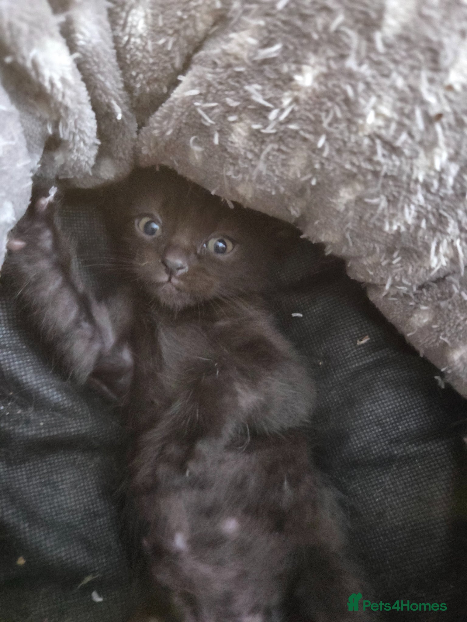 Burmese cats Burmese x  - Advert 1