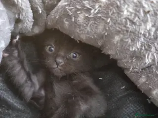 Burmese cats Burmese x - Advert 1