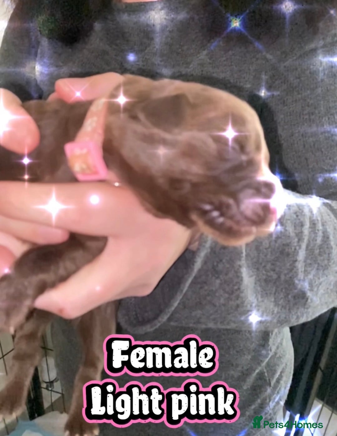 Mixed Breed dogs for sale: 🐾 Beautiful Puppies Looking 4 A Forever Homes 🐾 - Image 8