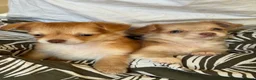 Chihuahua dogs for sale: Beautiful Long-Haired Chihuahua Puppies ❤️ - Advert 20