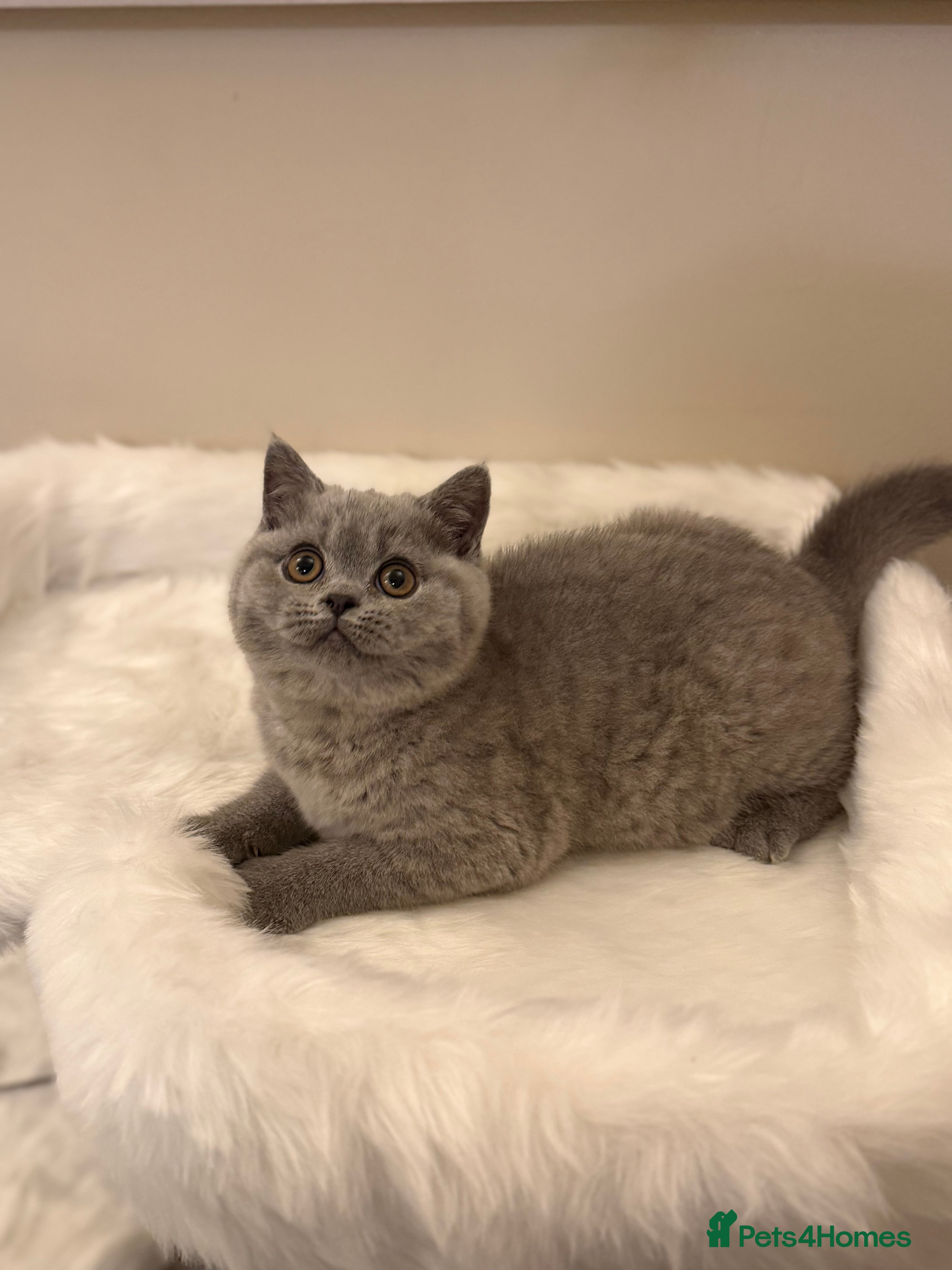 British Shorthair cats Full Pedigree Registered BSH  - Advert 3