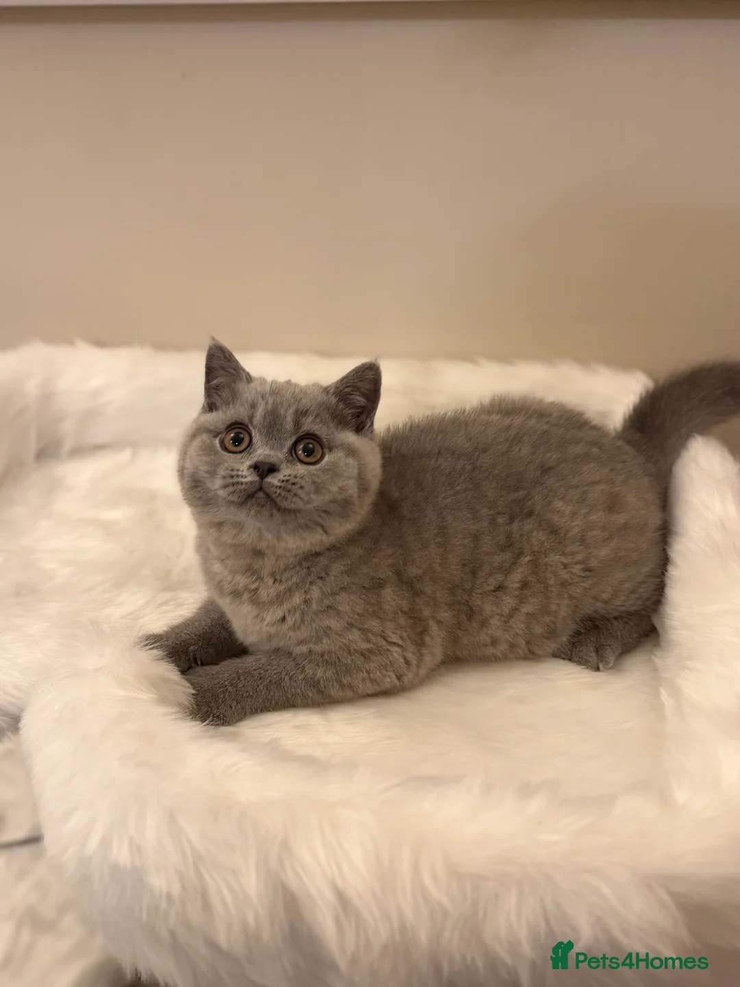 British Shorthair cats for sale: Full Pedigree Registered BSH  - Advert 2