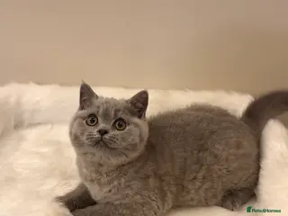 British Shorthair cats Full Pedigree Registered BSH - Advert 2