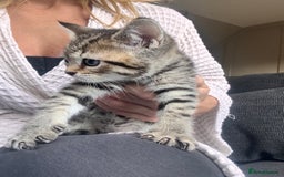 Scottish Fold cats for sale: Scottish straight x Bengal x Tabby  - Image 4