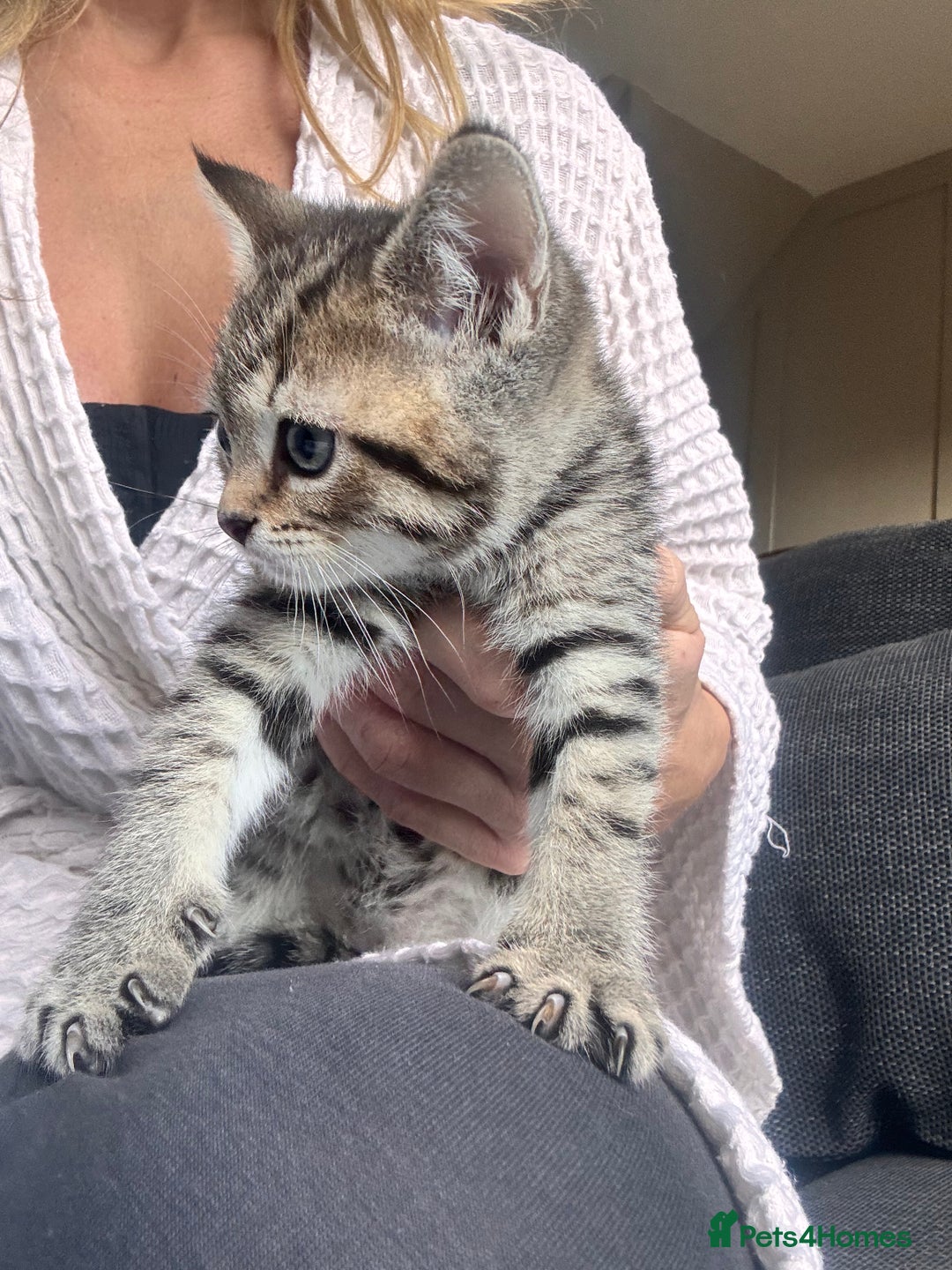 Scottish Fold cats for sale: Scottish straight x Bengal x Tabby  - Image 4