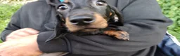 Miniature Dachshund dogs for sale: 4 dachshund puppies very cute  - Advert 9