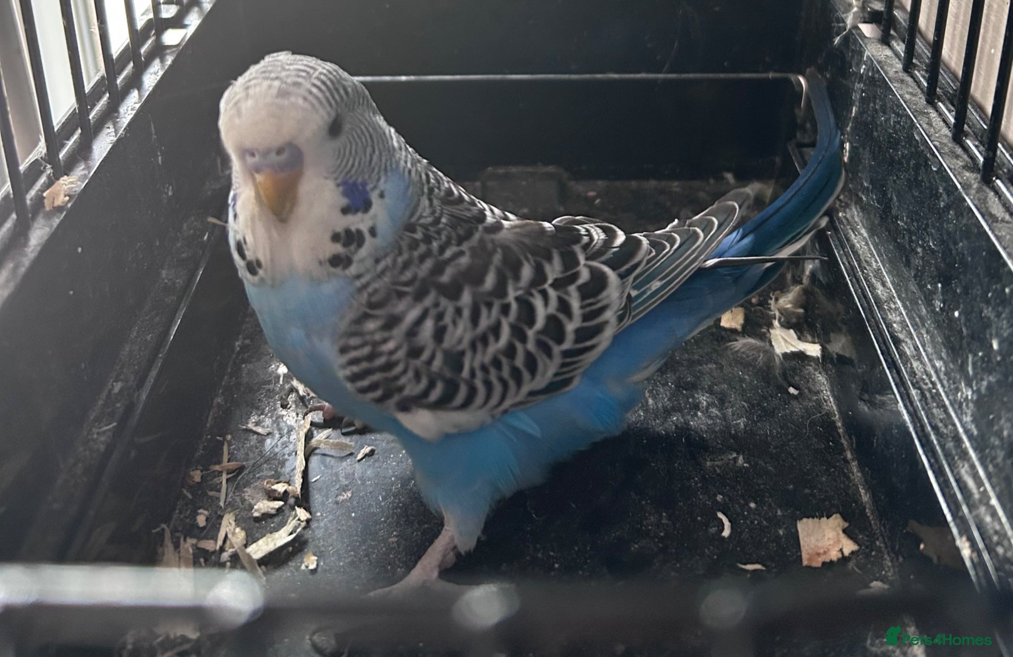 Budgerigars birds Baby budgies four sale 2026 baby’s  - Advert 1