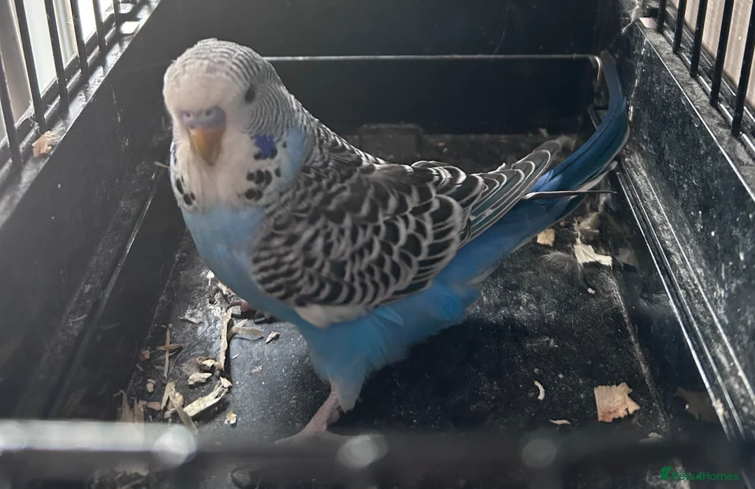 Budgerigars birds for sale: Baby budgies four sale 2026 baby’s  - Advert 1