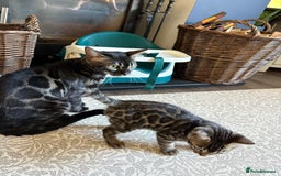 Bengal cats for sale: Pedigree TICA Bengal Brown Rosetted Male Kitten - Image 27