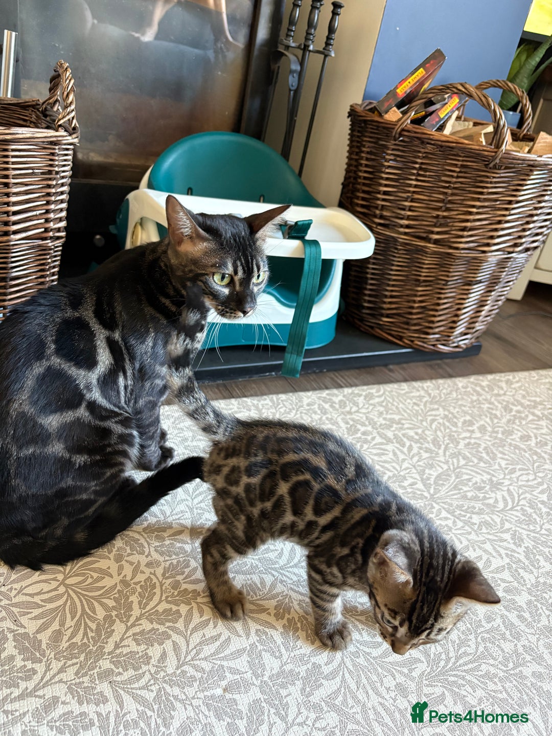 Bengal cats for sale: Pedigree TICA Bengal Brown Rosetted Male Kitten - Image 27